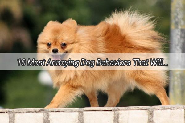 10 Most Annoying Dog Behaviors That Will Leave You Scratching Your Head